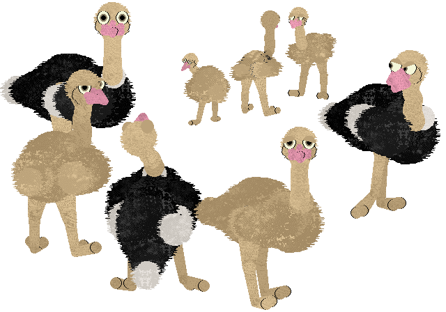 The ostrich